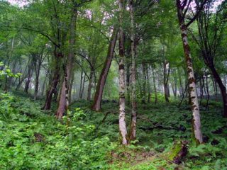 جنگل حفاظت شده خیبوس